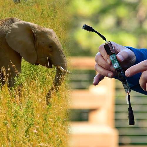 Use of Intel AI to stop poachers and protect endangered animals